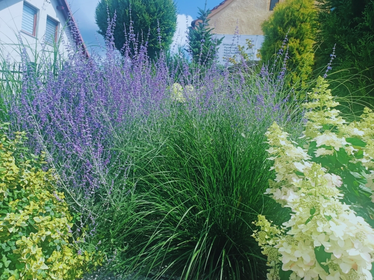 Perovskia, Perowskia P9