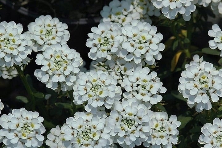 Ubiorek wiecznie zielony