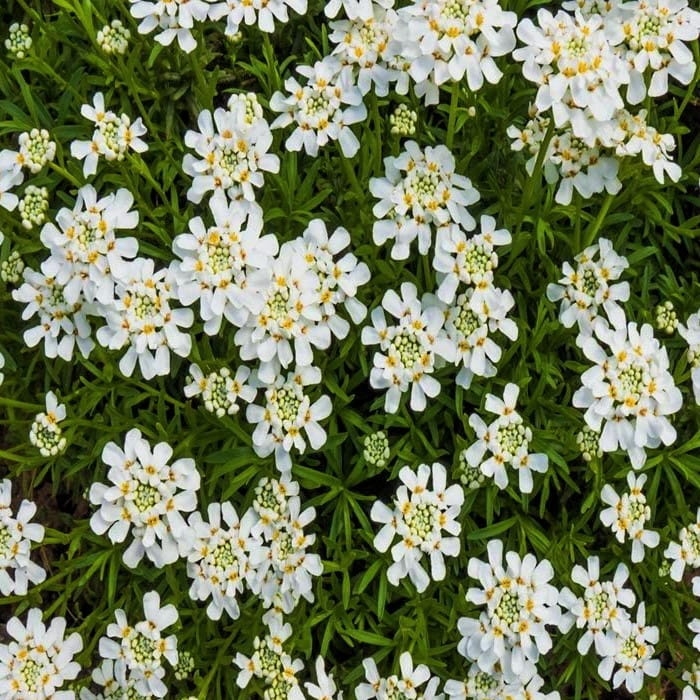 Ubiorek wiecznie zielony