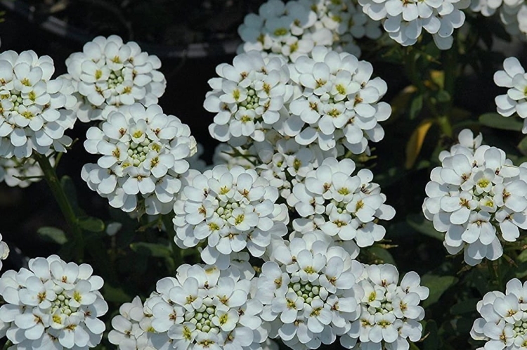 Ubiorek wiecznie zielony