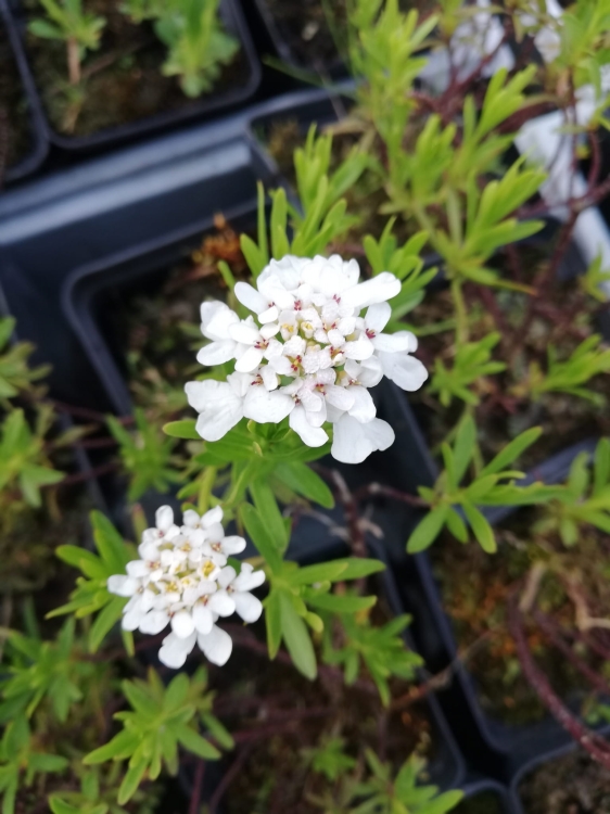 Ubiorek wiecznie zielony