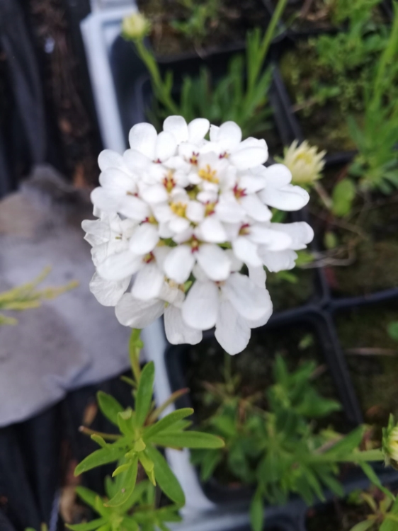 Ubiorek wiecznie zielony