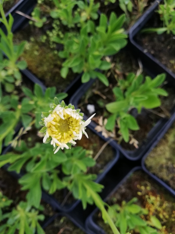 Ubiorek wiecznie zielony