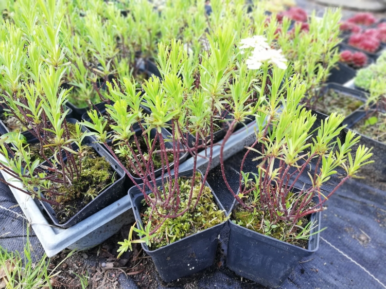 Ubiorek wiecznie zielony