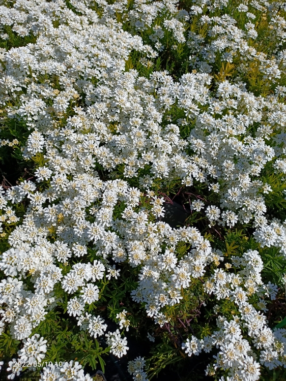 Ubiorek wiecznie zielony
