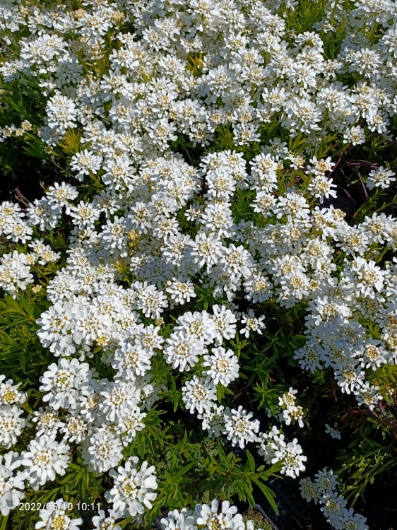 Ubiorek wiecznie zielony
