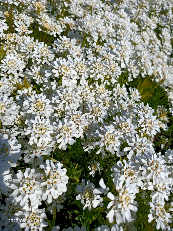 Ubiorek wiecznie zielony