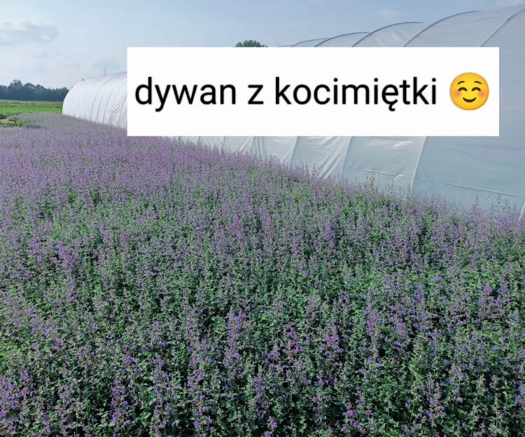 Kocimiętka Nepeta p9