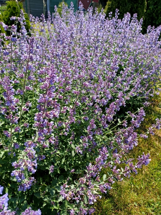 Kocimiętka Nepeta p9