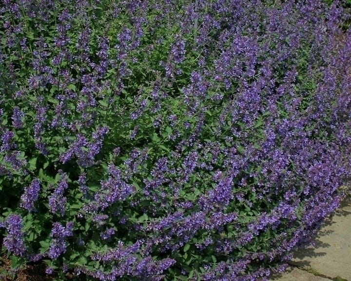Kocimiętka Nepeta p9