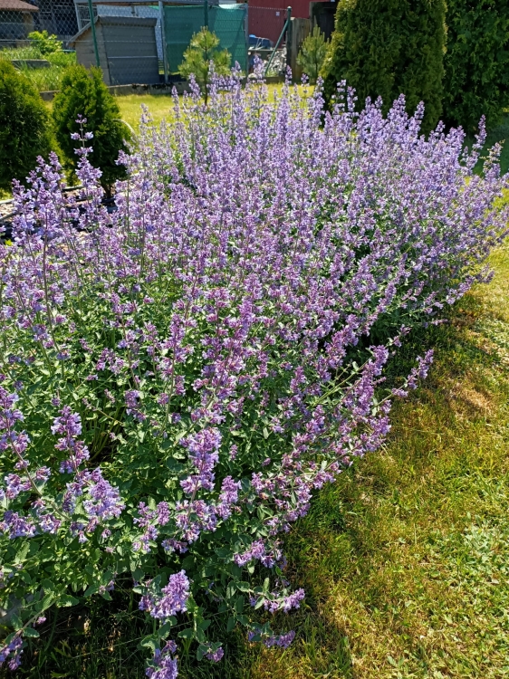 Kocimiętka Nepeta p9