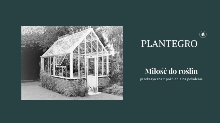 Kocimiętka Nepeta p9