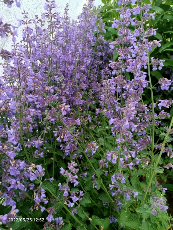 Kocimiętka Nepeta p9