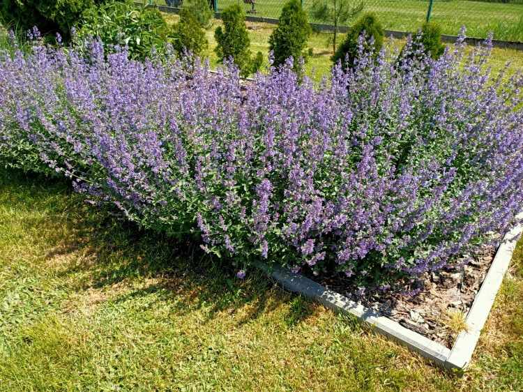 Kocimiętka Nepeta p9