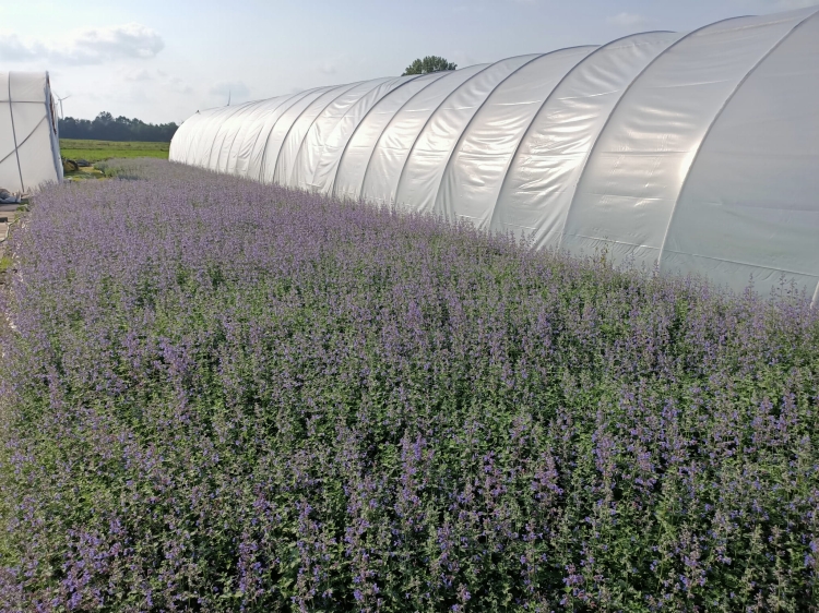 Kocimiętka Nepeta p9