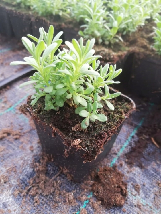 Lawenda wąskolistna 'Hidcote Blue' p9