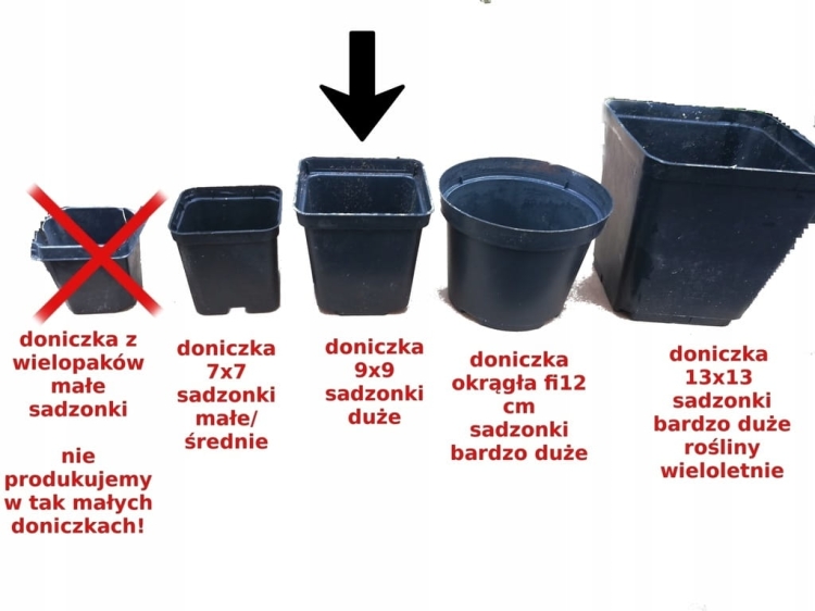 Lawenda wąskolistna 'Hidcote Blue' p9