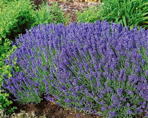 Lawenda wąskolistna Blue Scent Early p9