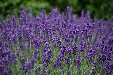Lawenda wąskolistna Blue Scent Early p9