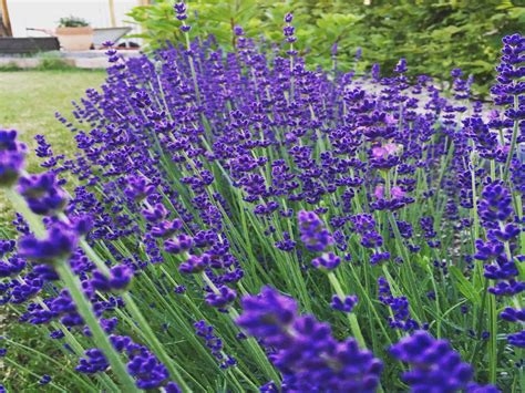 Lawenda wąskolistna Blue Scent Early p9