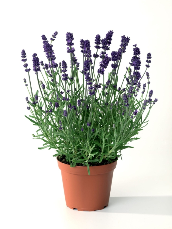 Lawenda wąskolistna Blue Scent Early p9