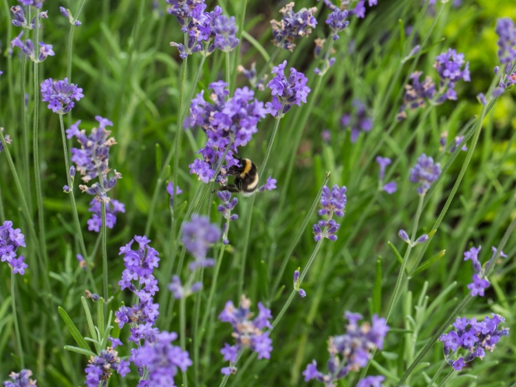 Lawenda wąskolistna Blue Scent Early p9