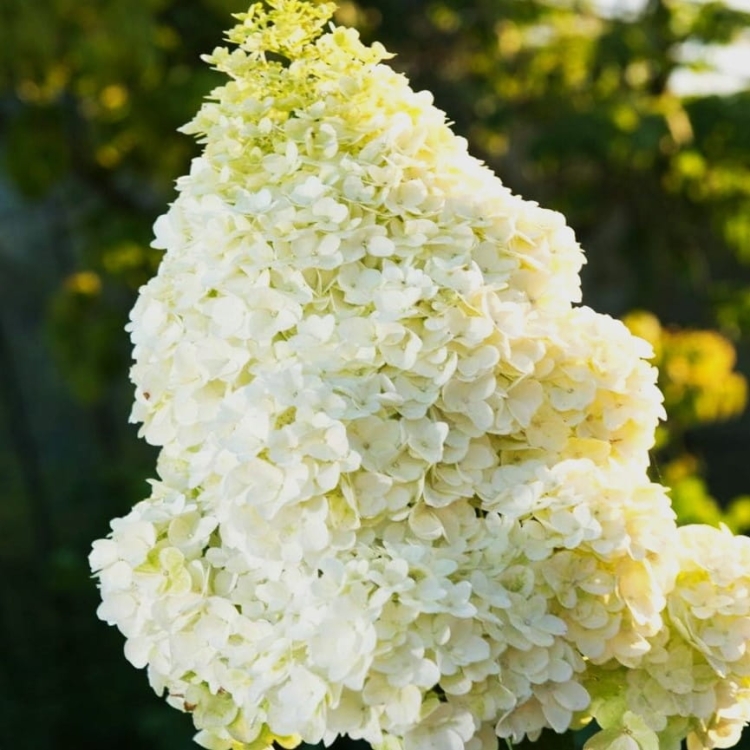 HORTENSJA BUKIETOWA MOONLIGHT sadzonka