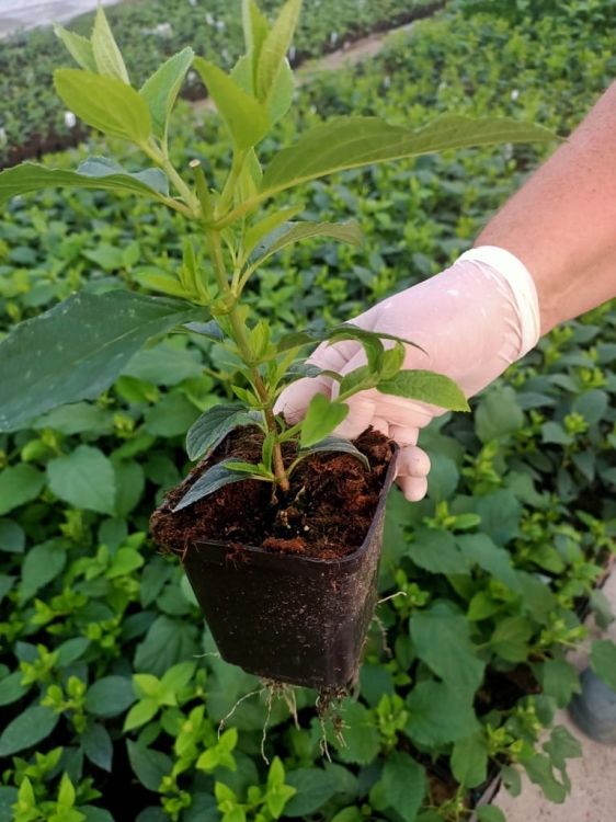 HORTENSJA BUKIETOWA MOONLIGHT sadzonka