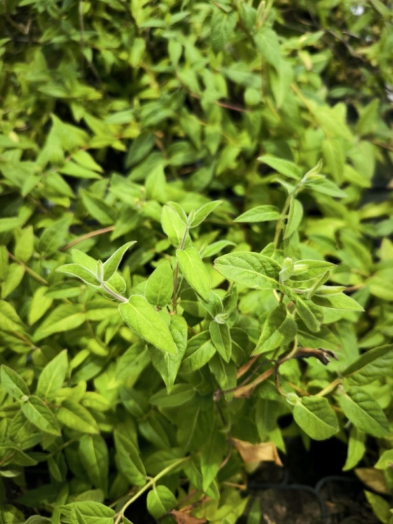 wiciokrzew Tellmanna sadzonka w doniczce p9