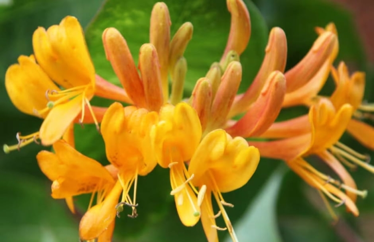 wiciokrzew Tellmanna sadzonka w doniczce p9