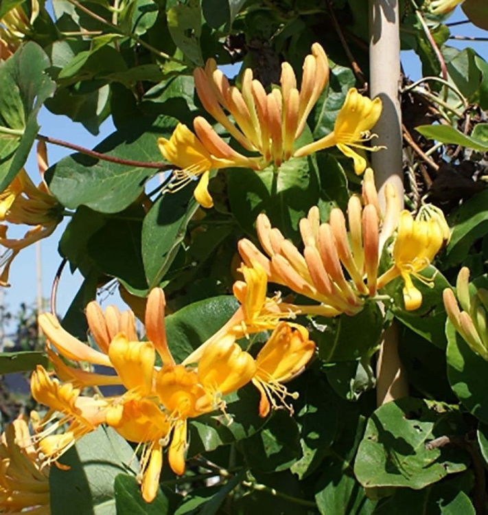 wiciokrzew Tellmanna sadzonka w doniczce p9