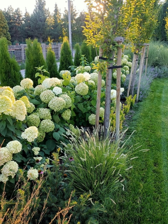Hortensja BUKIETOWA ANABELLE p9 Duże Kwiaty
