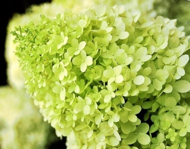 Hortensja Bukietowa Lime light P9M PROMOCJA