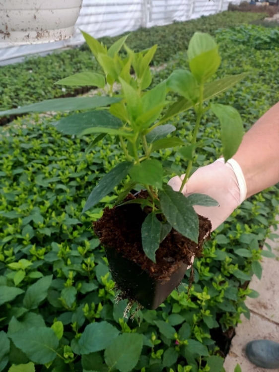 Hortensja Bukietowa Lime light P9M PROMOCJA