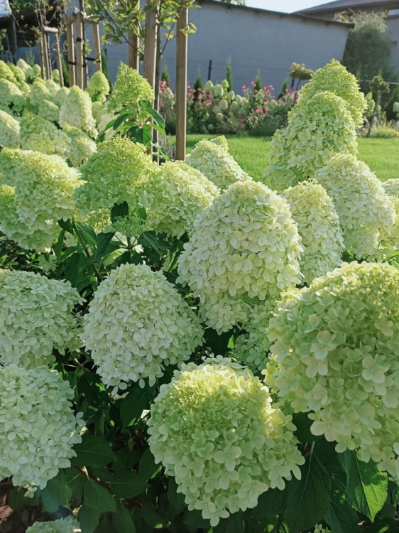 Hortensja Bukietowa Lime light P9M PROMOCJA