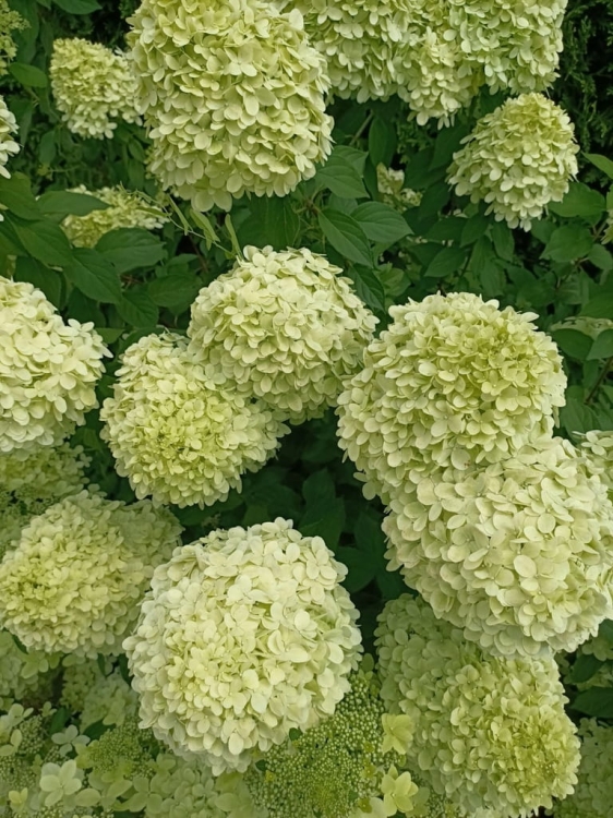 Hortensja Bukietowa Lime light P9M PROMOCJA