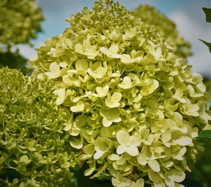 Hortensja Bukietowa Lime light P9M PROMOCJA