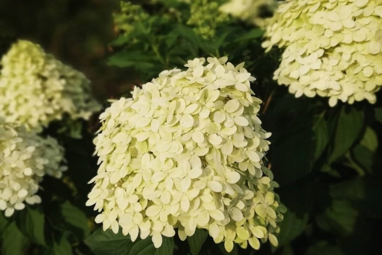 Hortensja Bukietowa Lime light P9M PROMOCJA