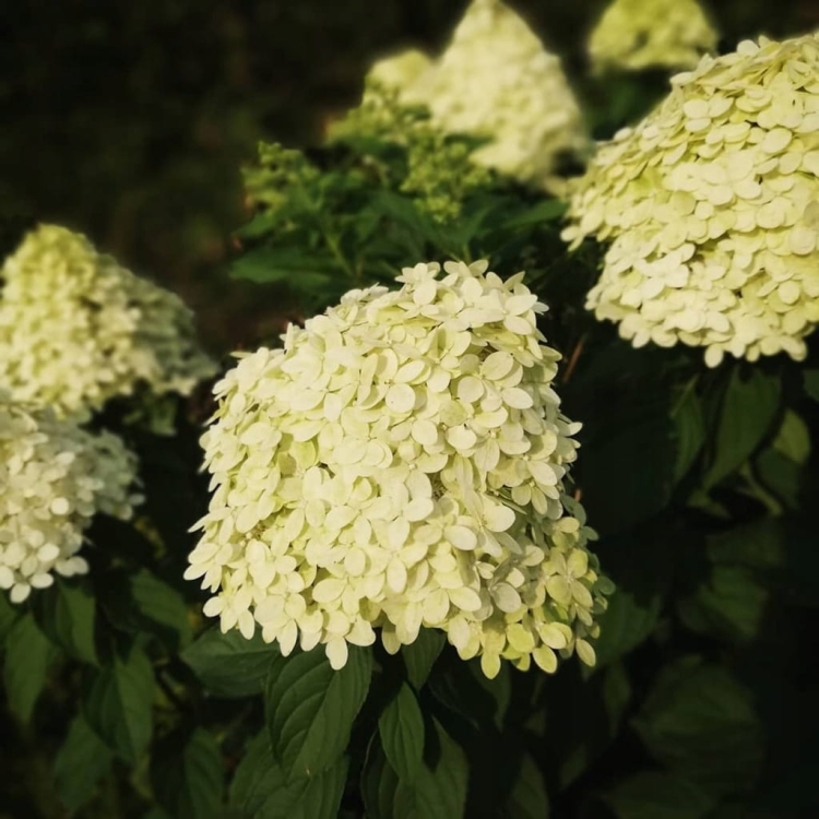 Hortensja Bukietowa Lime light P9M PROMOCJA