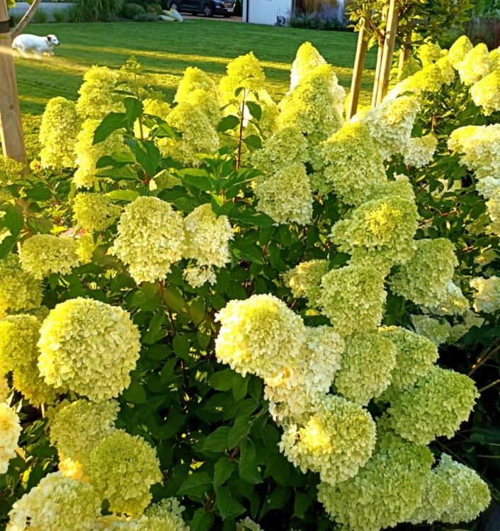 Hortensja Bukietowa CANDLE p9 ŻÓŁTA