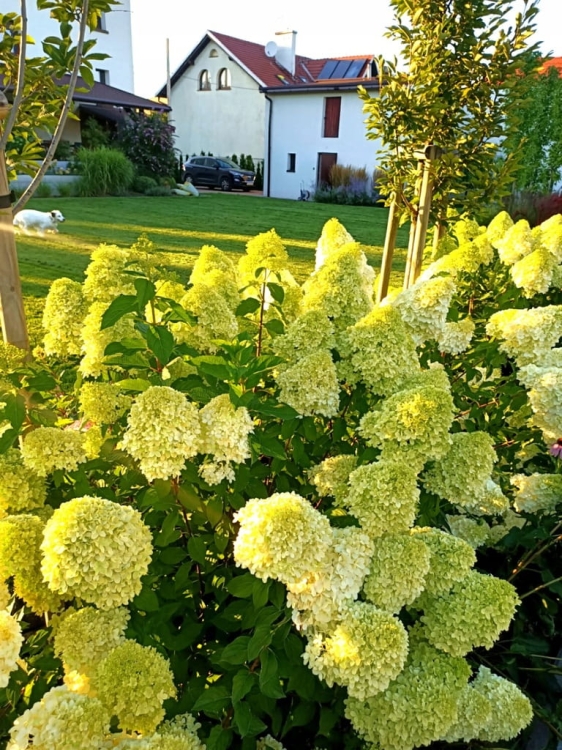 Hortensja Bukietowa CANDLE p9 ŻÓŁTA