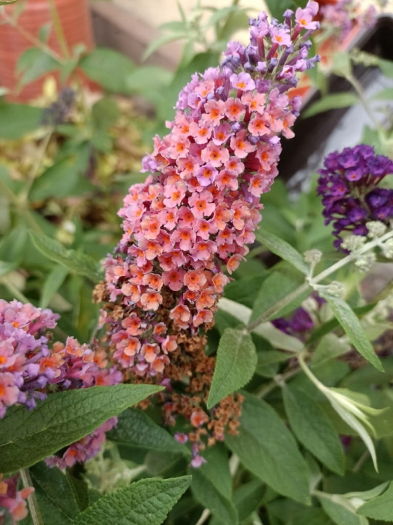 Budleja Dawida FLOWER POWER  P9