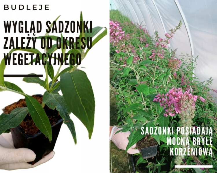 Budleja Dawida FLOWER POWER  P9