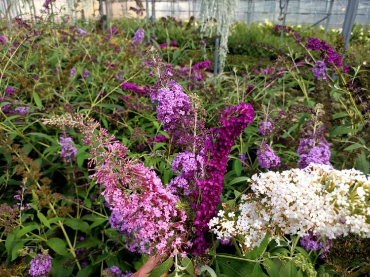 TRÓJKOLOROWA BUDLEJA 3 KOLORY, 3 SADZONKI