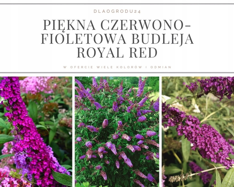 Budleja Dawida Royal Red P9