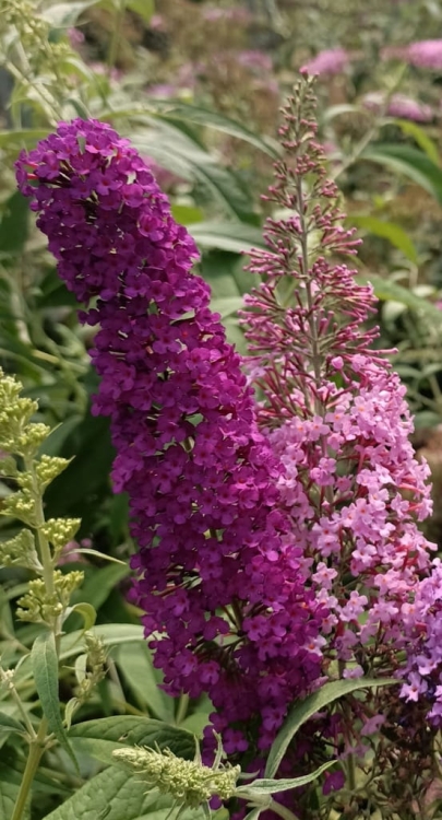 Budleja Dawida Royal Red P9