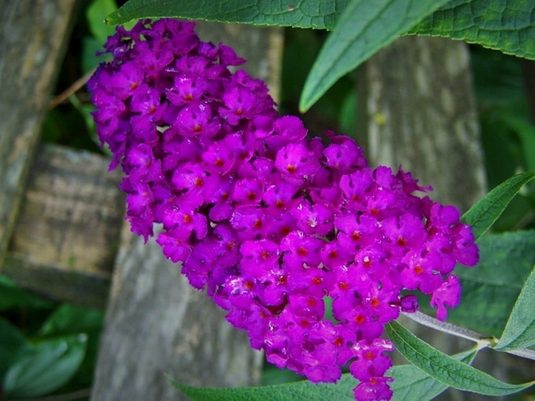 Budleja Dawida Royal Red P9