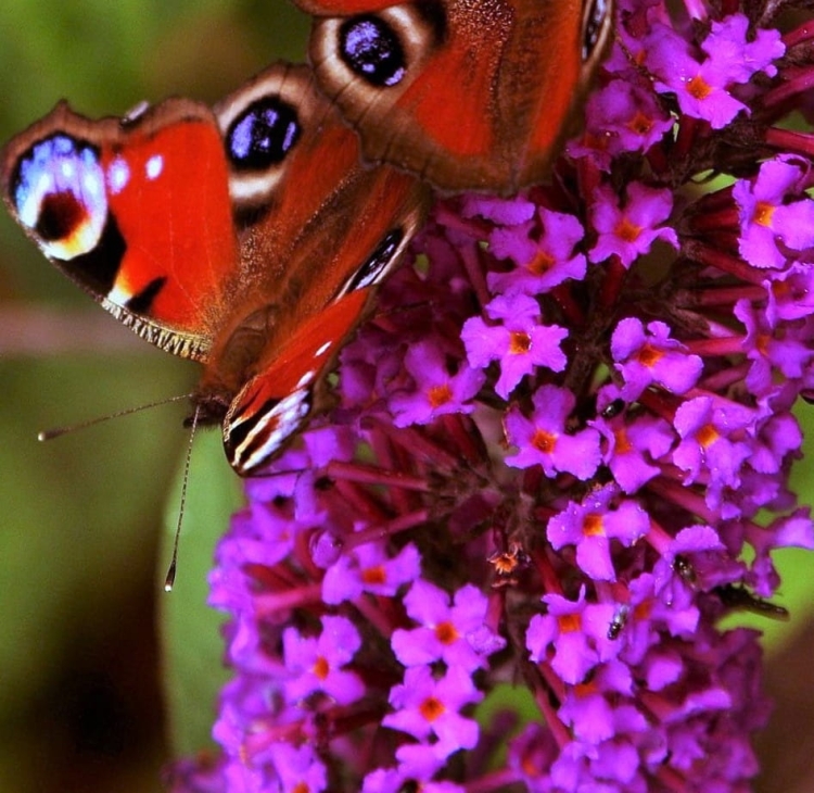 Budleja Dawida Royal Red P9