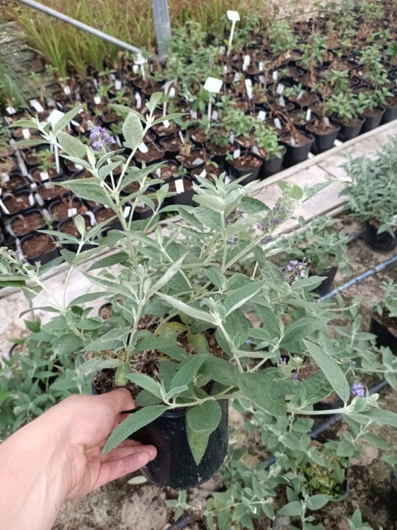 Budleja Dawida Royal Red P9