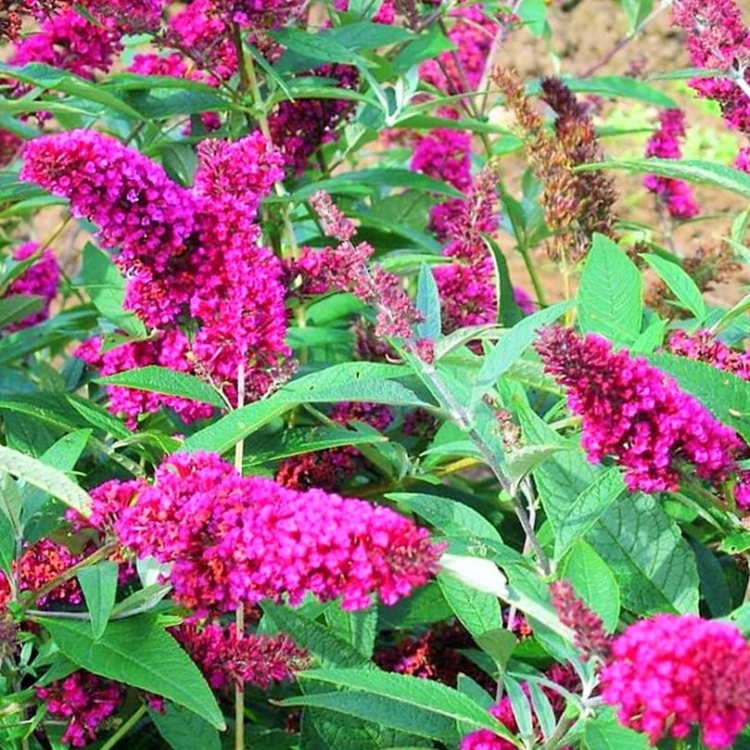 Budleja Dawida Royal Red P9